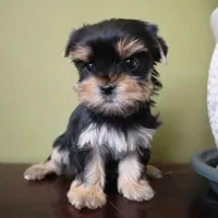 Daisy, a female Yorkshire Terrier for sale in Los Angeles, CA – 2 of 4