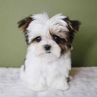 T-cup Lulu, a female Shih Tzu and Mal Shi for sale in Los Angeles, CA – 3 of 5