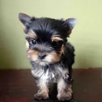 Leo, a male Yorkshire Terrier for sale in Los Angeles, CA – 3 of 5