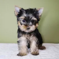 Pumpkin, a male Yorkshire Terrier for sale in Los Angeles, CA – 3 of 5