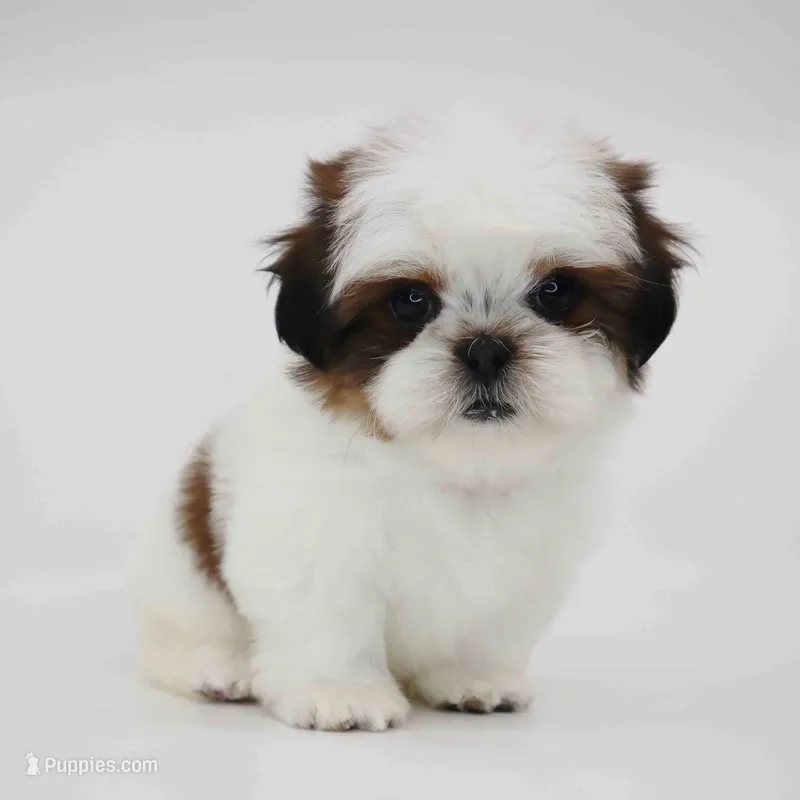 Cherry, a female Shih Tzu for sale in Los Angeles, CA – Photo 1 of 5