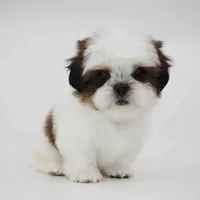 Cherry, a female Shih Tzu for sale in Los Angeles, CA – Photo 1 of 5