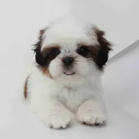 Cherry, a female Shih Tzu for sale in Los Angeles, CA – Photo 5 of 5