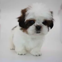 Cherry, a female Shih Tzu for sale in Los Angeles, CA – Photo 3 of 5