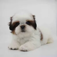 Cherry, a female Shih Tzu for sale in Los Angeles, CA – Photo 4 of 5