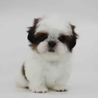 Cherry, a female Shih Tzu for sale in Los Angeles, CA – Photo 2 of 5