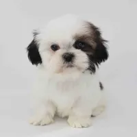 Cinnamon, a female Shih Tzu for sale in Los Angeles, CA – Photo 1 of 5