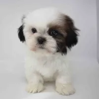 Cinnamon, a female Shih Tzu for sale in Los Angeles, CA – Photo 4 of 5