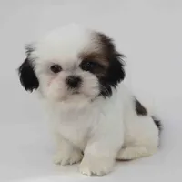 Cinnamon, a female Shih Tzu for sale in Los Angeles, CA – Photo 3 of 5