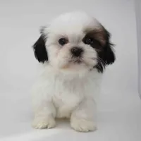 Cinnamon, a female Shih Tzu for sale in Los Angeles, CA – Photo 2 of 5