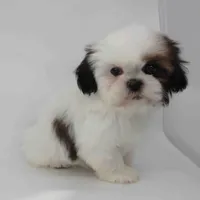 Cinnamon, a female Shih Tzu for sale in Los Angeles, CA – Photo 5 of 5