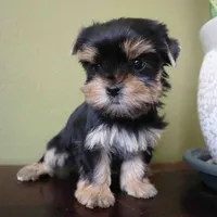 Daisy, a female Yorkshire Terrier for sale in Los Angeles, CA – 4 of 4