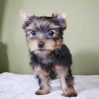 Sugar, a male Yorkshire Terrier for sale in Los Angeles, CA – 3 of 5