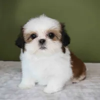 Cherry, a female Shih Tzu for sale in Los Angeles, CA – 4 of 5
