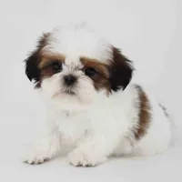 Teddy, a male Shih Tzu for sale in Los Angeles, CA – 1 of 5