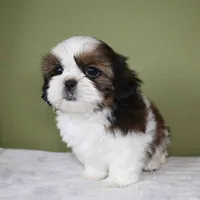 Aster, a female Shih Tzu for sale in Los Angeles, CA – 3 of 5