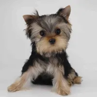 T cup Twix, a male Yorkshire Terrier for sale in Los Angeles, CA – Photo 2 of 5