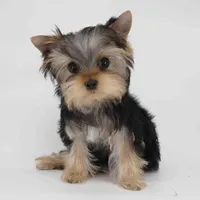 T cup Twix, a male Yorkshire Terrier for sale in Los Angeles, CA – Photo 4 of 5