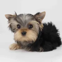 T cup Twix, a male Yorkshire Terrier for sale in Los Angeles, CA – Photo 3 of 5