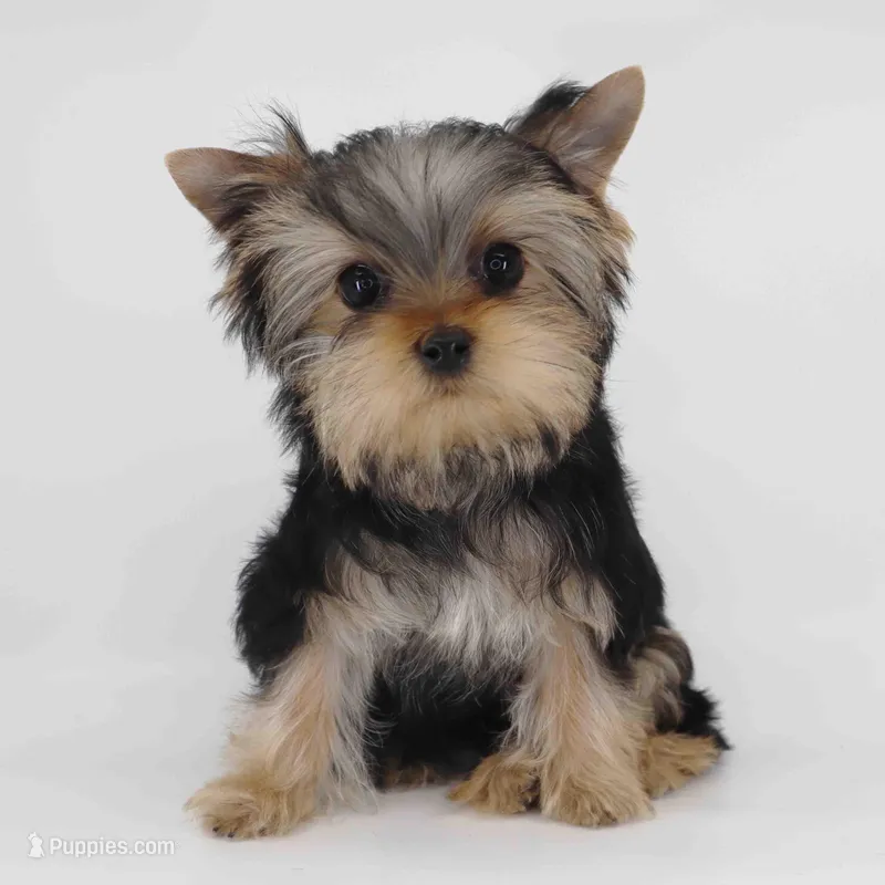 T cup Twix – Yorkshire Terrier puppy for sale in Los Angeles, CA