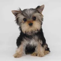 T cup Twix, a male Yorkshire Terrier for sale in Los Angeles, CA – Photo 1 of 5