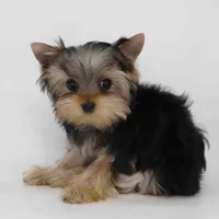 T cup Twix, a male Yorkshire Terrier for sale in Los Angeles, CA – Photo 5 of 5