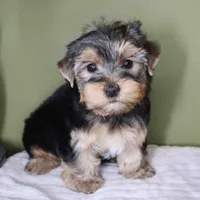 August, a male Yorkshire Terrier for sale in Los Angeles, CA – 5 of 5