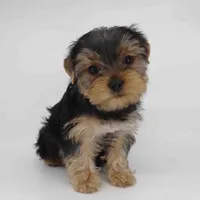 Tulip, a male Yorkshire Terrier for sale in Los Angeles, CA – 5 of 5