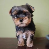 Ruby, a female Yorkshire Terrier for sale in Los Angeles, CA – 1 of 5