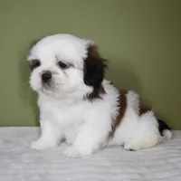 Ray, a male Shih Tzu for sale in Los Angeles, CA – 3 of 5