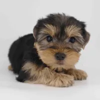 Cocoa, a male Yorkshire Terrier for sale in Los Angeles, CA – Photo 2 of 5