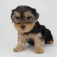 Cocoa, a male Yorkshire Terrier for sale in Los Angeles, CA – Photo 4 of 5