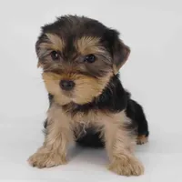 Cocoa, a male Yorkshire Terrier for sale in Los Angeles, CA – Photo 5 of 5