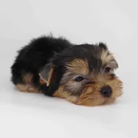 Cocoa, a male Yorkshire Terrier for sale in Los Angeles, CA – Photo 3 of 5