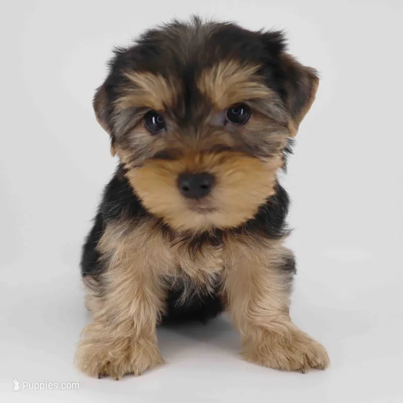 Cocoa – Yorkshire Terrier puppy for sale in Los Angeles, CA