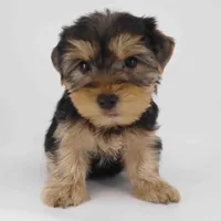 Cocoa, a male Yorkshire Terrier for sale in Los Angeles, CA – Photo 1 of 5