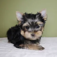 Pumpkin, a male Yorkshire Terrier for sale in Los Angeles, CA – 5 of 5
