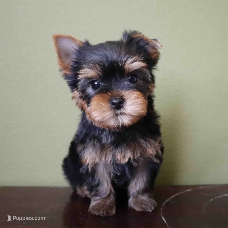 Sol – Yorkshire Terrier puppy for sale in Los Angeles, CA