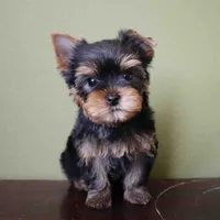 Sol, a male Yorkshire Terrier for sale in Los Angeles, CA – 1 of 5