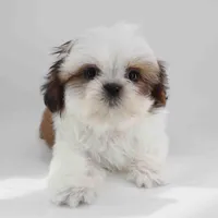 ZEUS, a male Shih Tzu for sale in Los Angeles, CA – Photo 2 of 4