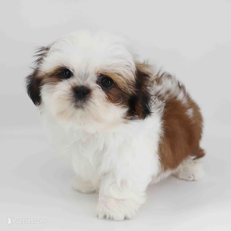 ZEUS – Shih Tzu puppy for sale in Los Angeles, CA