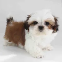 ZEUS, a male Shih Tzu for sale in Los Angeles, CA – Photo 4 of 4