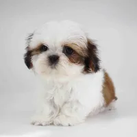 ZEUS, a male Shih Tzu for sale in Los Angeles, CA – Photo 3 of 4