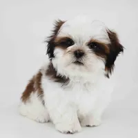 Skye, a male Shih Tzu for sale in Los Angeles, CA – 6 of 6