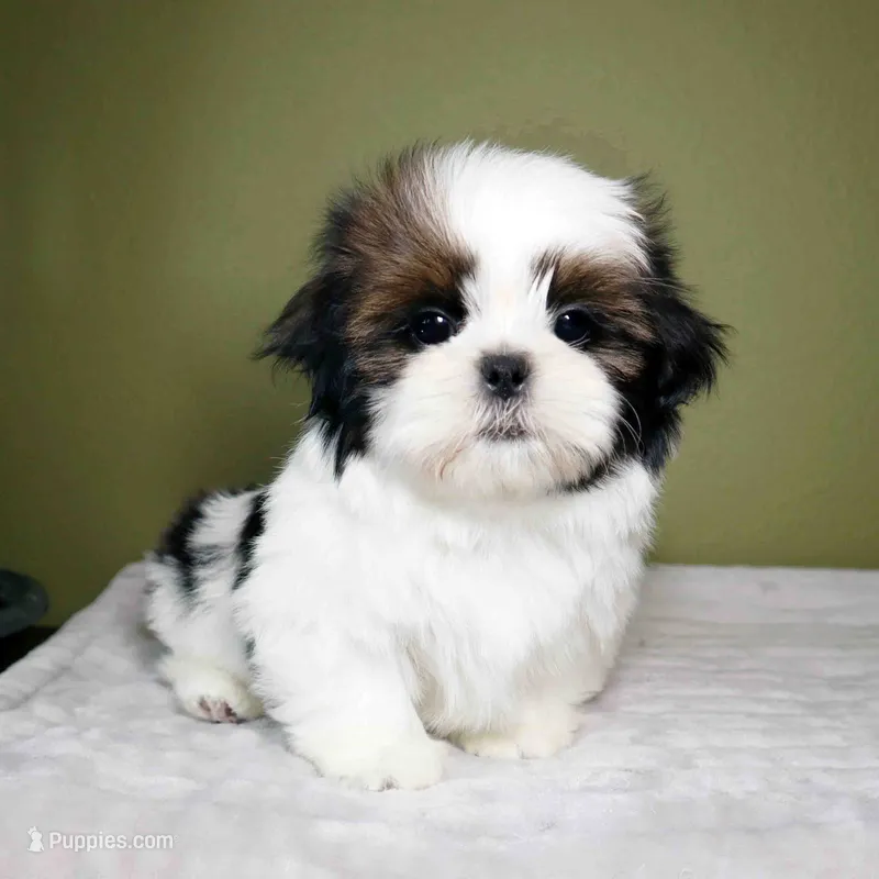 Rio – Shih Tzu puppy for sale in Los Angeles, CA