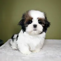Rio, a male Shih Tzu for sale in Los Angeles, CA – 1 of 5