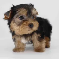 Cupid, a male Yorkshire Terrier for sale in Los Angeles, CA – Photo 6 of 6