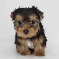 Cupid, a male Yorkshire Terrier for sale in Los Angeles, CA – Photo 4 of 6