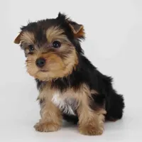 Cupid, a male Yorkshire Terrier for sale in Los Angeles, CA – Photo 2 of 6