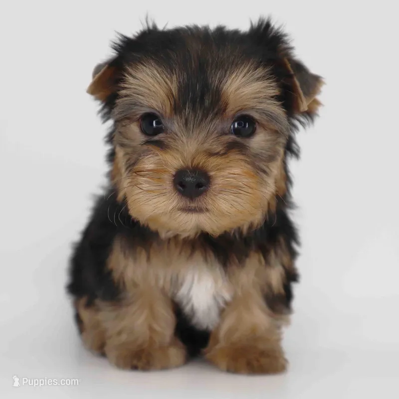 Cupid – Yorkshire Terrier puppy for sale in Los Angeles, CA